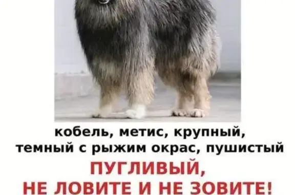 Пропала собака, Наро-Фоминск, Зеленый пер., 6