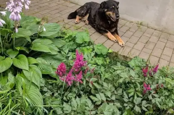 Пропала собака, Лукинская ул., 3, Москва