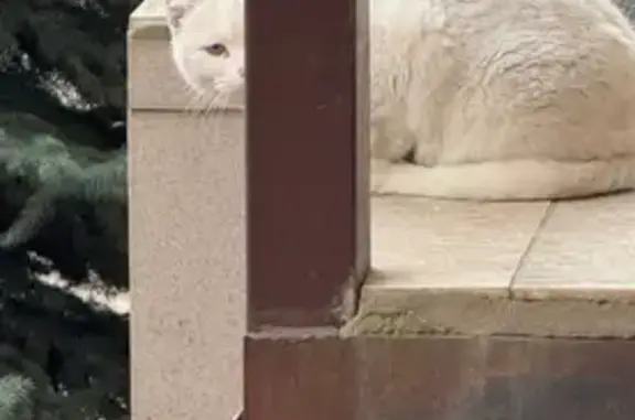 Кошка найдена, Амирхана 103, Казань