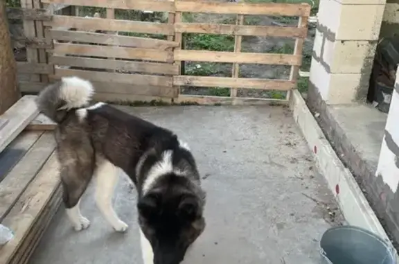 Пропала собака в Самаре, Самарская обл.