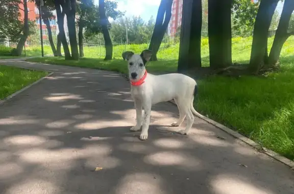 Собаки потеряшки, Рязань, фото: Потеряшка собака, Театральная пл., 7, Рязань