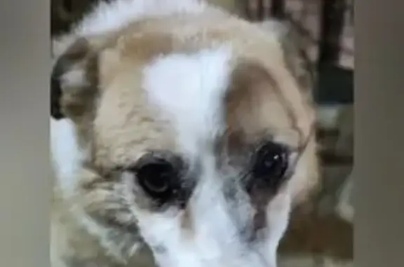 Пропала собака, Бабынино, Калужская обл.