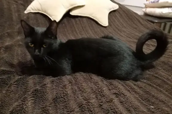 Найдена кошка, Киров, фото: Кошка найдена: ул. Дзержинского, 38, Киров