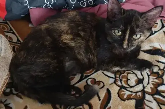 Найдена кошка, Ульяновск, фото: Кошка найдена: ул. Глинки, Ульяновск