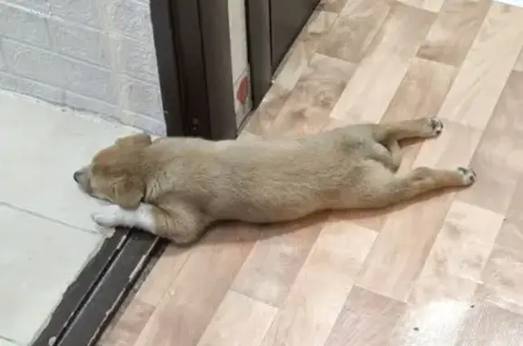 Щенок найден: Октябрьская ул., 78, Тула