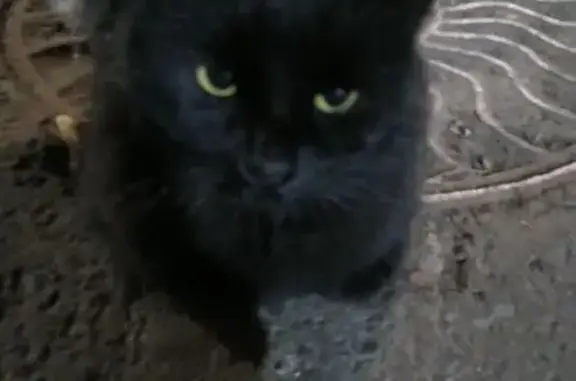 Найдена кошка, Саратов, фото: Найдена кошка, ул. Рахова, 294А, Саратов