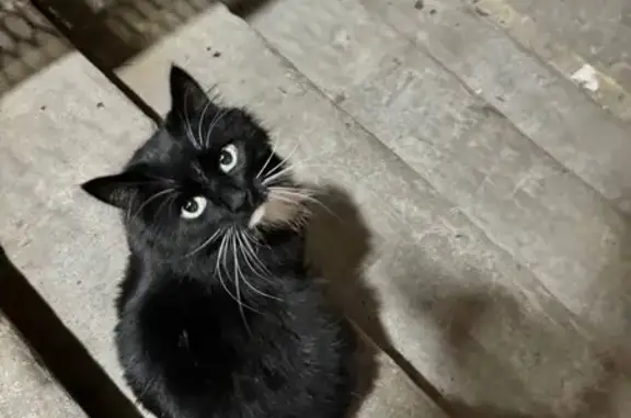 Пропала кошка, Заревый проезд, 6, Москва