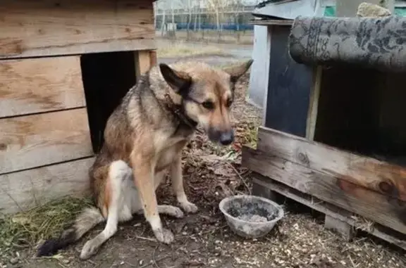 Найдена собака, Набережные Челны, фото: Собака найдена на Шлюзовой ул., Набережные Челны