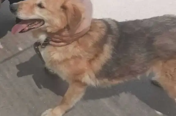 Пропала собака, Батюнинский проезд, Москва