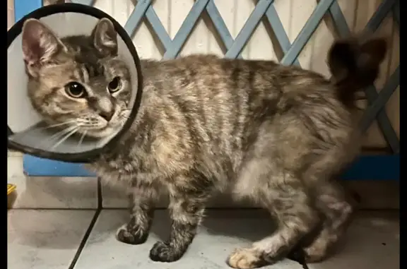 Найдена кошка, Санкт-Петербург, фото: Найдена кошка, Софийская ул., 18А, СПб