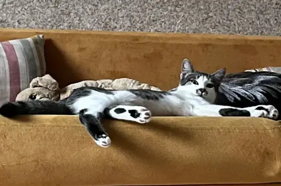 Кошки потеряшки, , фото: Потеряшка кошка, Николо-Черкизово, МО