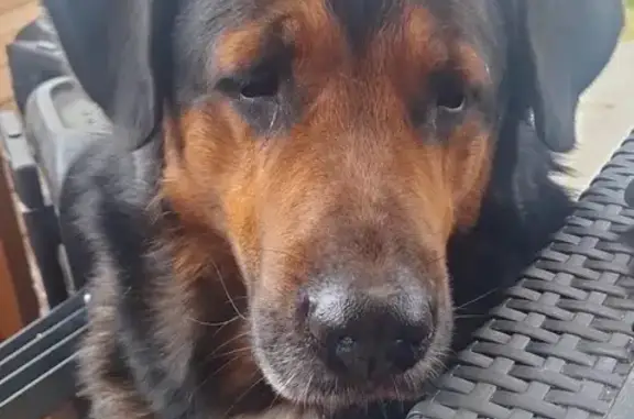 Собаки потеряшки, Ногинск, фото: Потеряшка собака, Рабочая 100, Ногинск