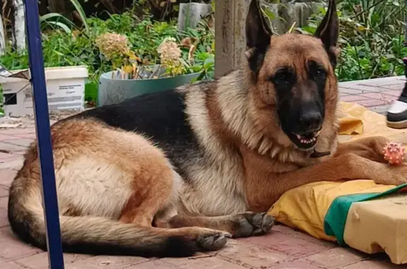 Найдена собака, Ессентуки, фото: Найдена собака, ул. Гааза 1, Ессентуки