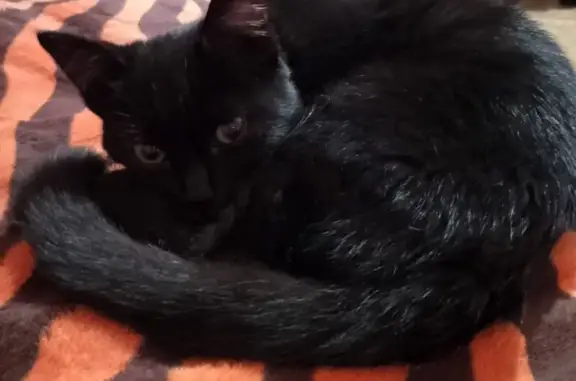 Кошка найдена, Смоленск, Смол. область