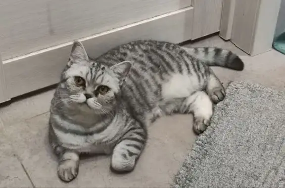 Кошки потеряшки, Санкт-Петербург, фото: Потеряшка британская кошка, Джамбула 5, СПб