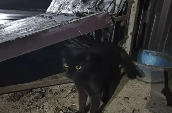 Кошка найдена на ул. Марии Октябрьской