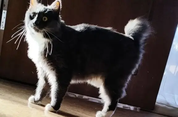 Кошки потеряшки, Ростов-на-Дону, фото: Потеряшка кошка, Масштабная 146, Ростов-на-Дону