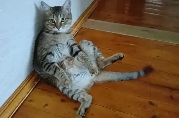 Кошки потеряшки, Чебоксары, фото: Потеряшка кошка, ул. Петрова 11, Чебоксары