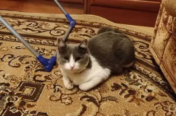 Кот найден: Казань, ул. Московская, 15