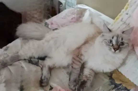 Пропала кошка, Городковская 44, Павл. Посад