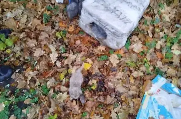 Найдена кошка, Дубовое, фото: Кошка с котятами в Покровском, Дубовое