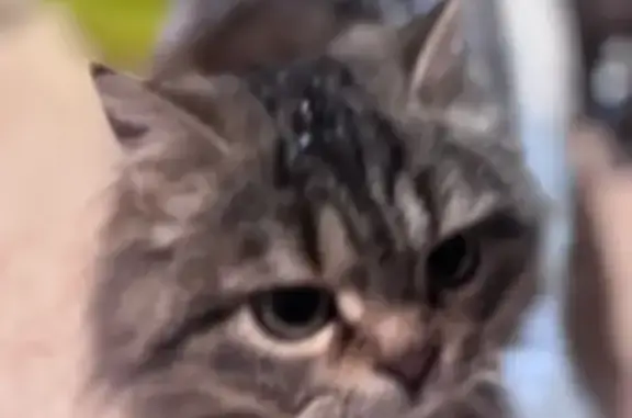 Пропала кошка на ул. Лазо, Быкогорка