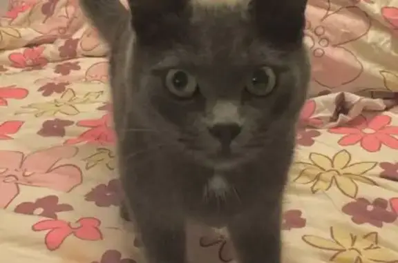 Пропала кошка Алиса, Пулковское шоссе