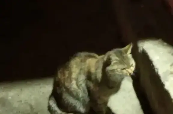 Кошка найдена: ул. Генерала Родина, 54