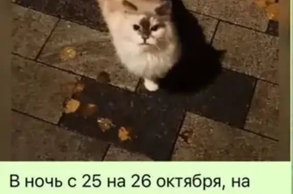 Пропала сиамская кошка, Ленинградское ш. 1