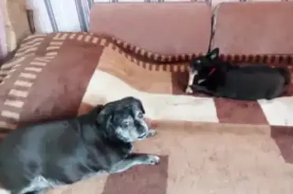 Пропала собака на Автовокзальной, 1