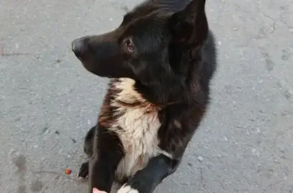 Собаки потеряшки, Мурманск, фото: Потеряшка собака, Приморская ул., Мурманск