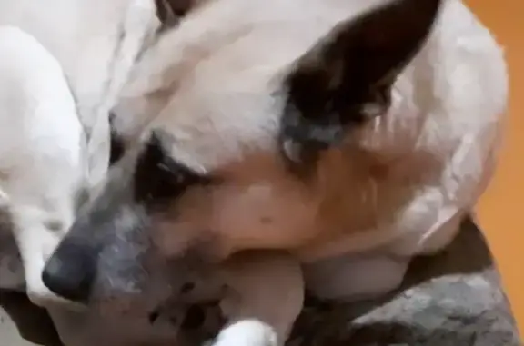 Пропала собака на Лермонтова, 6, Краснокамск