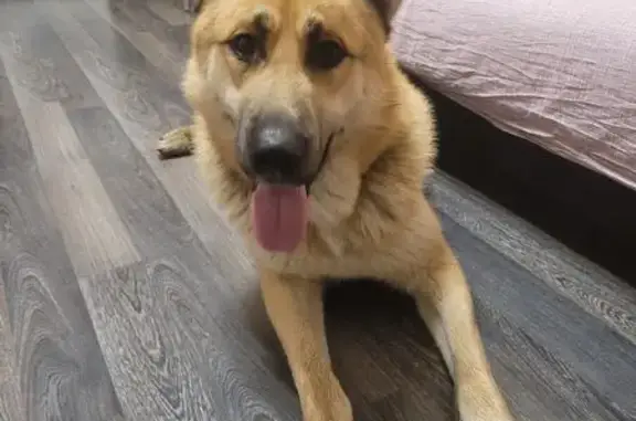 Собака найдена на ул. Фрунзе, Тверь