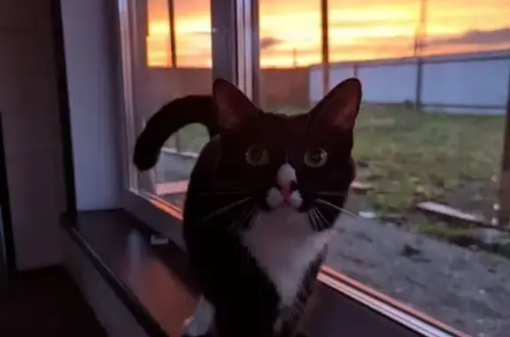 Пропала кошка, ул. Технопарк, 1, Прохладное