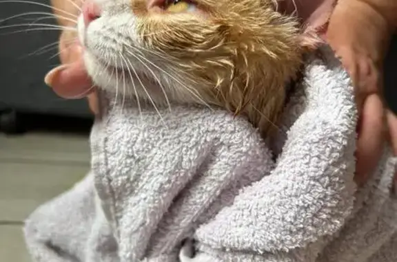 Кошки потеряшки, Ставрополь, фото: Потеряшка кошка, Туапсинская 26/5, Ставрополь