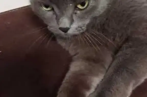 Кошки потеряшки, Омск, фото: Потеряшка кошка, Птицефабрика 52, Омск