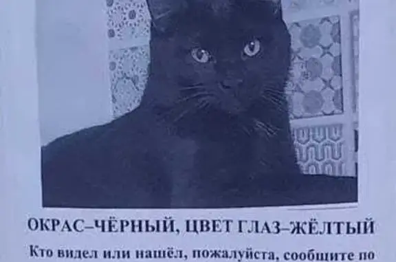 Пропала чёрная кошка, Шеронова 3, Хабаровск