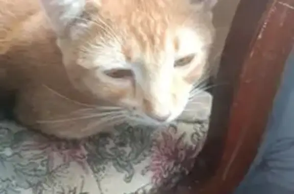 Пропал кот, Толбухина 5, Ростов-на-Дону