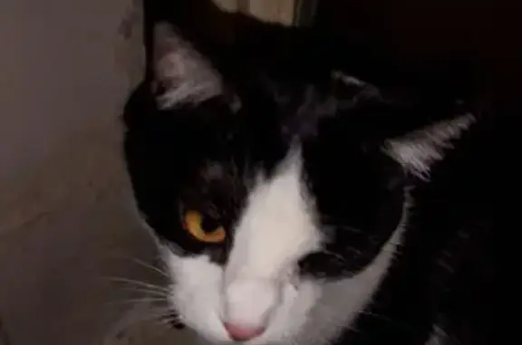 Кошки потеряшки, Ташкент, фото: Потеряшка кошка, Ташкент, ул. 11