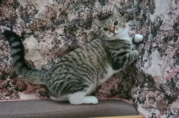 Пропала кошка, Интернациональная 35, НВартовск