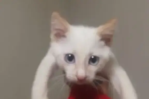 Кошки потеряшки, Южно-Сахалинск, фото: Потеряшка кошка, Лермонтова 55, Южно-Сах.