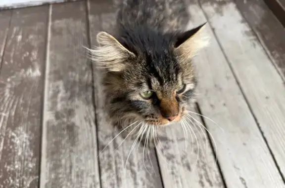 Найдена кошка, Южно-Сахалинск, фото: Кошка найдена: ул. Солнечного Света, 25А