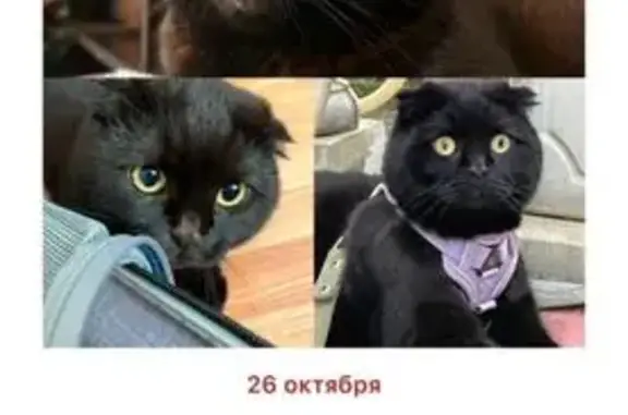 Пропала кошка, ул. Шекспира, Грозный