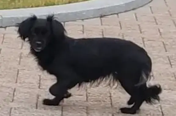 Найдена собака, Красноярск, фото: Собака найдена: Транспортный проезд, 1