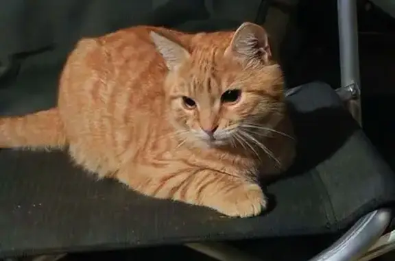 Кошки потеряшки, Псковская область, фото: Потеряшка кошка, Псков, Псковская область