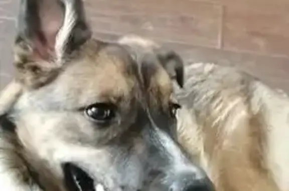 Пропала собака, Краснореченская 56, Хабаровск