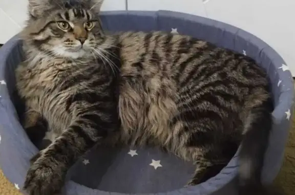 Пропала кошка, Октябрьский пер., 11, Севск