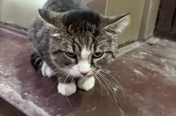 Найдена кошка, Томск, фото: Кошка найдена: Учебная ул., 22А с1, Томск