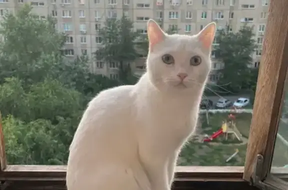 Кошки потеряшки, Оренбург, фото: Потеряшка кошка, Просторная 10/2, Оренбург