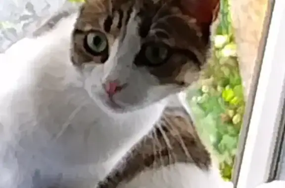 Кошки потеряшки, Туапсе, фото: Потеряшка кошка, Туапсе, ул. Гоголя, 6